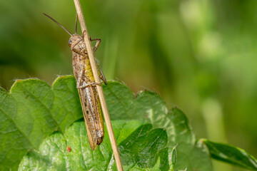 Locust macro