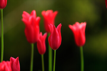 赤いチューリップ
