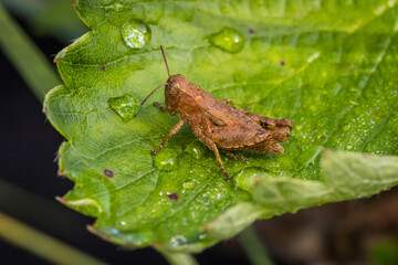 Short-horned grasshopper (Pezotettix giornae)