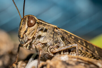 Detailed locust close-up
