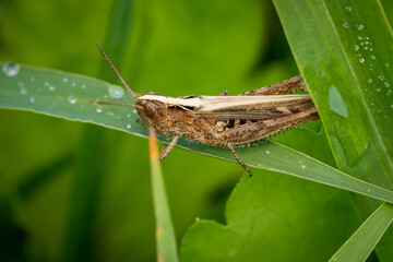 Bow-winged grasshopper (Chorthippus biguttulus)