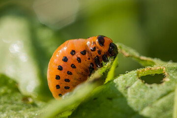 Colorado potato beetle (Leptinotarsa decemlineata) larva