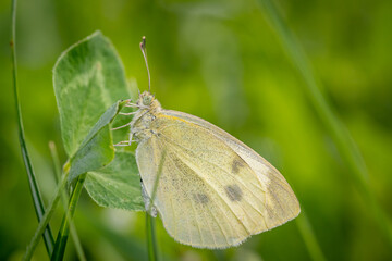 Small white or cabbage white butterfly (Pieris rapae) on Red clover (Trifolium pratense)