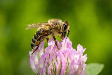 A bee feed on Red clover (Trifolium pratense)