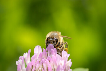 A bee feed on Red clover (Trifolium pratense)
