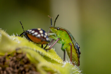 Southern green shield bug or Green vegetable bug (Nezara viridula)