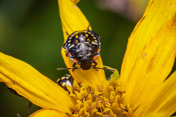 Southern green shield bug or Green vegetable bug (Nezara viridula)