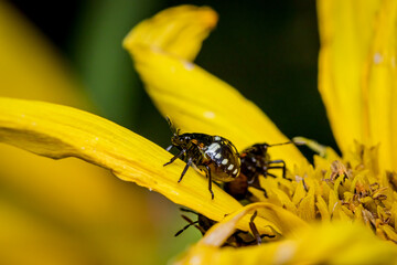Naklejka premium Southern green shield bug or Green vegetable bug (Nezara viridula)