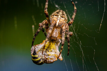 European garden spider (Araneus diadematus)