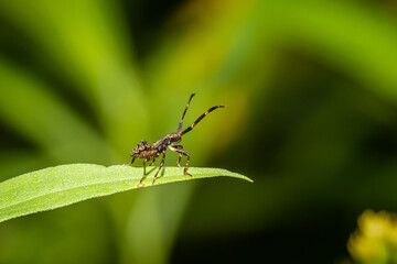 Rhombic leatherbug (Syromastus rhombeus)