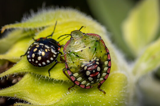 Southern green shield bug or Green vegetable bug (Nezara viridula)