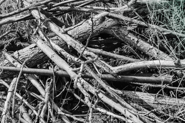 A bunch of dry twigs. Firewood. Dry trees.