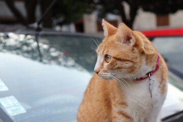 Cat portrait 