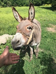 portrait of a donkey