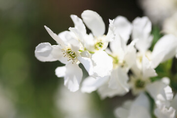 Obraz premium リキュウバイの花