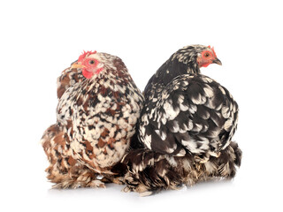 Fototapeta premium Pekin Bantam in studio