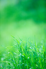 草原の草
