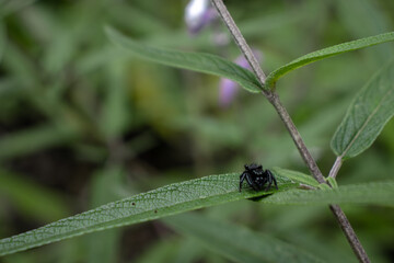 Tarantula
