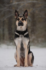 east European shepherd dog sitting portrait winter on forest background