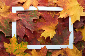 Naklejka na ściany i meble White frame on colorful autumn leaves background. Autumn, fall, thanksgiving day, nature concept. Flat lay, top view, copy space.