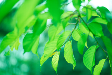 河津桜の若葉