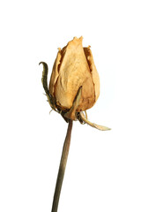 dried yellow rose  Bud isolated whiet background