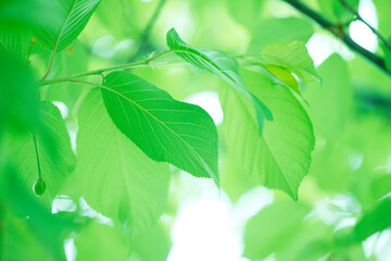 河津桜の若葉