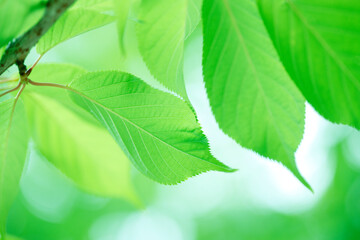 河津桜の若葉