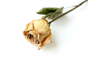 Dried yellow rose flower isolated on white background