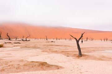 Trees and landscape of Dead Vlei desert, Namibia, South Africa
