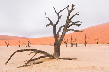 Fototapeta na wymiar Trees and landscape of Dead Vlei desert, Namibia, South Africa 