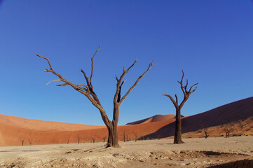 Trees and landscape of Dead Vlei desert, Namibia, South Africa
