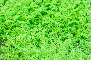 the garden, planted with seperatly. background with green plants in the garden.