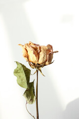 dried yellow rose flower isolated on white background