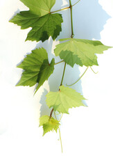 close up fresh Green grape leaves isolated on white background