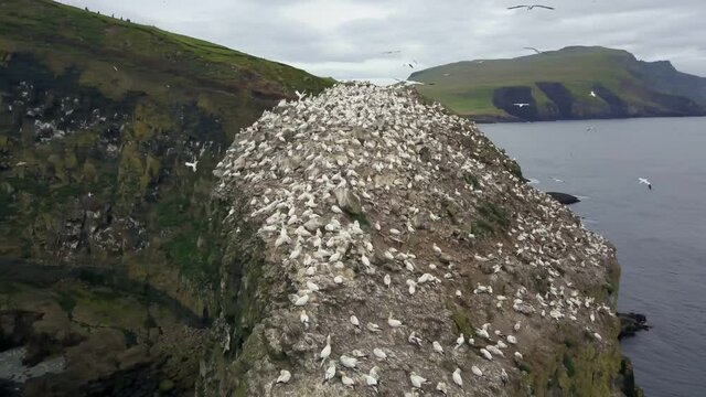 Seabirds nest on the cliffs of Faroe Islands. Shot on cloudy day. Drone aerial.