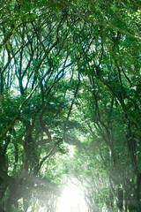 新緑のトンネル