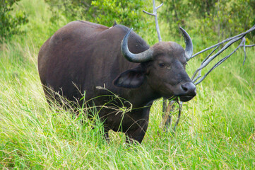 Buffalo in Kruger national park, animals of South Africa
