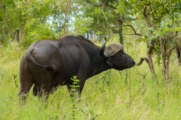 Fototapeta premium Buffalo in Kruger national park, animals of South Africa 
