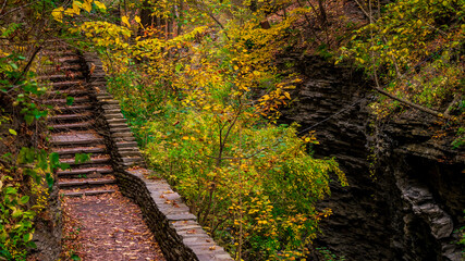 Obraz premium steps in the forest