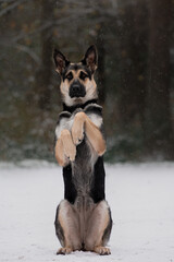 Naklejka premium east european shepherd dog trick side up winter forest 