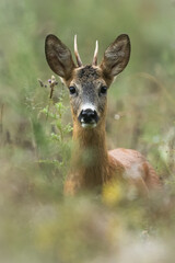 Roe deer buck in high wet grass. Portrait of young roe deer with small antlers looking to the camera. Capreolus capreolus, widlife, Slovakia.