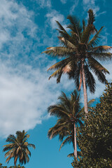 Fototapeta na wymiar Palm Trees in a Tropical Island, Reunion Island