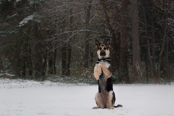 east european shepherd dog trick side up winter forest 