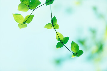 Obraz premium 新芽