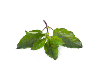Ocimum tenuiflorum leaves on white background.