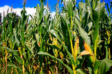 Corn fields, the harvest scene