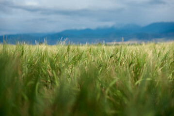 Ears of green malting barley in the field