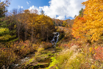 チャツボミゴケ公園