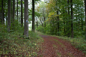 Herbstlaub Waldweg Wald Laub auf Weg